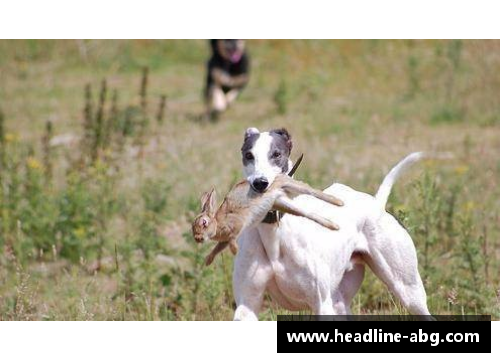 欧博abg一种能轻松战胜比特犬的犬种，却成为外国人的宠物，网友们纷纷惊叹不已 - 副本